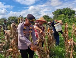 Polsek Sungai Tebelian Dukung Penuh Panen Jagung untuk Ketahanan Pangan Nasional