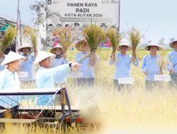 Sinergi Muspida Kota Blitar dalam Panen Raya, Wujudkan Kemandirian Pangan Daerah