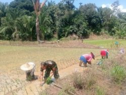 Babinsa Turun ke Sawah Dampingi Petani Tanam Padi