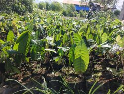 2.000 Bibit Kakao Tiba di Lokasi TMMD Ke-128 Kodim 1801/Manokwari