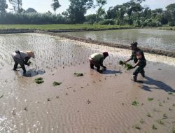 Wujud Ketahanan Pangan, Babinsa Rembang Dampingi Petani Tanam Padi Di Sananwetan