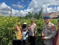 Panen Cabai Melimpah! Desa Merarai 2 Jadi Contoh Ketahanan Pangan di Sintang