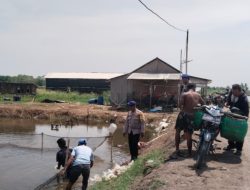 Dukung Ketahanan Pangan, Polairud Metro Tebar 10 Ribu Bibit Bandeng