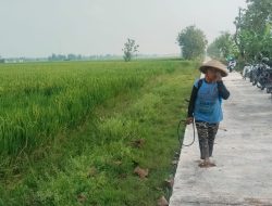 TMMD Reg ke-128 Kodim 0725/Sragen bawa berjuta berkah buat Petani