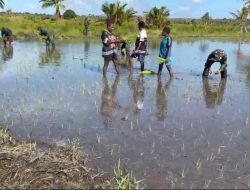 Dansatgas Yonif 123/Rajawali Dorong Ketahanan Pangan, Pos Kimaam Tanam Padi Bersama Warga Distrik Kimaam