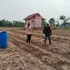 Babinsa Turun ke Sawah, Dampingi Petani Rawat Tanaman Semangka