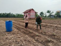 Babinsa Turun ke Sawah, Dampingi Petani Rawat Tanaman Semangka