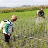 Babinsa Satrean Dampingi Perawatan Tanaman Padi, Wujudkan Ketahanan Pangan Masyarakat