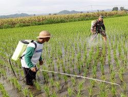 Babinsa Satrean Dampingi Perawatan Tanaman Padi, Wujudkan Ketahanan Pangan Masyarakat