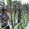 Babinsa Bantu Petani Buat Jalaran Tanaman Gambas