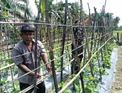 Babinsa Bantu Petani Buat Jalaran Tanaman Gambas