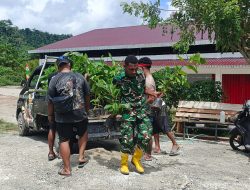 Penambahan Bibit Kakao dari PMK Tiba di Lokasi TMMD Ke-128 Kodim 1801/Manokwari