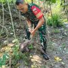 Hari ini Koramil 03 Serengan & Warga RT 01/09 Serengan Panen Raya Pisang dan Singkong