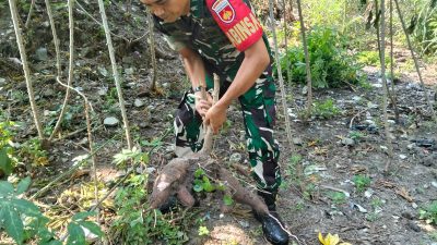 Hari ini Koramil 03 Serengan & Warga RT 01/09 Serengan Panen Raya Pisang dan Singkong