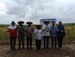 Polres Mesuji Gelar Panen Raya Jagung Serentak, di Desa Berasan Makmur