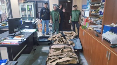 Sinergitas TNI AL dan BBKSDA Papua Barat Daya Gagalkan Penyelundupan Kayu Gaharu