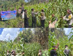 Panen Raya Jagung Serentak Kuartal II, Polres Maybrat dukung program ketahanan pangan