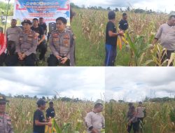 Dukung Ketahanan Pangan: Polres Sorong Selatan Panen Ratusan Kilogram Jagung Bersama Warga Monmok