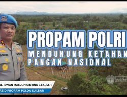 Bidpropam Polda Kalbar bersama Polres Bengkayang Panen Raya Jagung, Polri dan Masyarakat Perkuat Swasembada Pangan Nasional