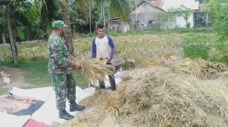 Babinsa Dewantara Turun Dampingi Petani Saat Panen Padi
