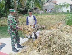 Babinsa Dewantara Turun Dampingi Petani Saat Panen Padi