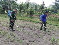 Babinsa Kandangan Dampingi Petani Lakukan Penyemprotan POC Untuk Tingkatkan Pertumbuhan Jagung