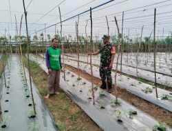 Sinergi Babinsa Kodim Aceh Utara Bantu Petani Ketimun Pasang Lanjaran