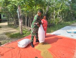 Babinsa Posramil Lapang Turun Tangan Bantu Warga Keringkan Hasil Panen Padi