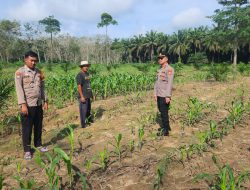 Kapolsek Mesuji Timur Monitoring Penanaman Bibit Jagung, Pastikan Bantuan Tepat Sasaran