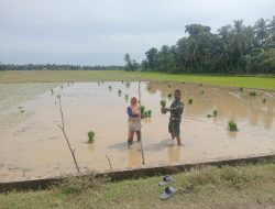 Babinsa Bersama Warga Sukseskan Program Ketahanan Pangan di Aceh Utara
