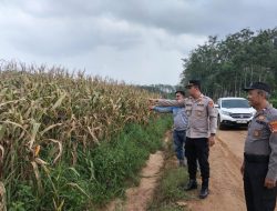 Kapolsek Way Serdang Tinjau Kesiapan Lahan Jagung 15 Hektar Milik Gapoktan di Desa Buko Poso