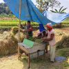 Dukung Ketahanan Pangan, Babinsa Turun Ke Sawah Dampingi Warga Panen Padi