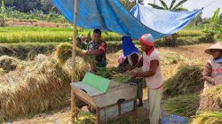 Dukung Ketahanan Pangan, Babinsa Turun Ke Sawah Dampingi Warga Panen Padi