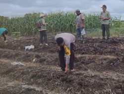 Semangat Gotong Royong Warnai Penanaman Jagung Hibrida di Balai Agung, Polisi Turut Berikan Dukungan Ketahanan Pangan