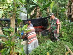 Babinsa Nogosari Dampingi Budidaya Lele Warga, Dorong Ketahanan Pangan dan Ekonomi Desa