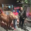 DPC PDI Perjuangan Kota Batu Terima Hewan Kurban 5 Ekor Sapi dari DPD Jatim, Komitmen Sebarkan Semangat Perjuangan dengan Berbagi Kebahagiaan Bersama Masyarakat