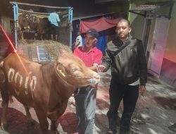 DPC PDI Perjuangan Kota Batu Terima Hewan Kurban 5 Ekor Sapi dari DPD Jatim, Komitmen Sebarkan Semangat Perjuangan dengan Berbagi Kebahagiaan Bersama Masyarakat