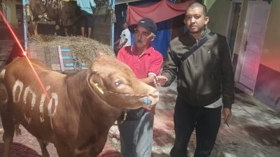 DPC PDI Perjuangan Kota Batu Terima Hewan Kurban 5 Ekor Sapi dari DPD Jatim, Komitmen Sebarkan Semangat Perjuangan dengan Berbagi Kebahagiaan Bersama Masyarakat