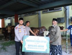 Semangat Berbagi Idul Adha, Polres Gresik Sembelih dan Salurkan Hewan Qurban 2026
