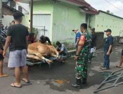 Babinsa Turi Sleman Bersama Masyarakat Sembelih Hewan Qurban