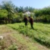 Hanpangan Terus Digalakkan, Babinsa Cot Girek Dampingi Petani Sayuran