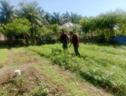 Hanpangan Terus Digalakkan, Babinsa Cot Girek Dampingi Petani Sayuran