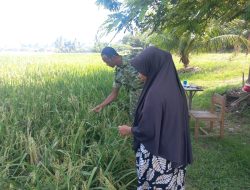 Babinsa Koramil 03/Dewantara Turun ke Sawah, Dampingi Petani Pantau Pertumbuhan Padi