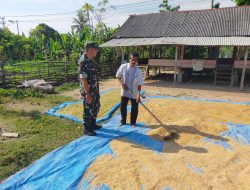 Jaga Kualitas Hasil Panen, Serka Wahyudi Dampingi Petani Jemur Padi
