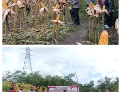 Panen Perdana Jagung di Tebedak Capai 6 Ton, TNI POLRI dan Warga Bersatu Dukung Ketahanan Pangan