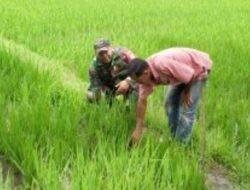 Pastikan Kualitas Tanaman, Babinsa Koramil 03/Dewantara Cek Pertumbuhan Padi