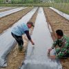 Babinsa Tanah Pasir Turun ke Sawah Dampingi Petani Tanam Semangka