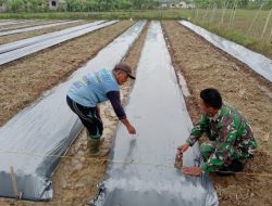 Babinsa Tanah Pasir Turun ke Sawah Dampingi Petani Tanam Semangka