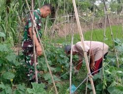 Babinsa Nibong Aktif Dampingi Petani Mentimun Wujud Nyata Hanpangan
