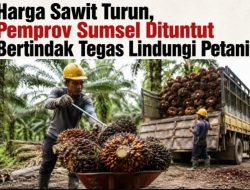 Harga Sawit Turun, Pemprov Sumsel Dituntut Lebih Tegas Lindungi Petani